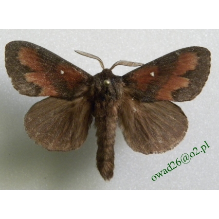 Dendrolimus pini pini (Linnaeus, 1758) male Barczatka sosnówka